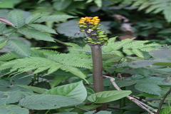 Amorphophallus paeoniifolius